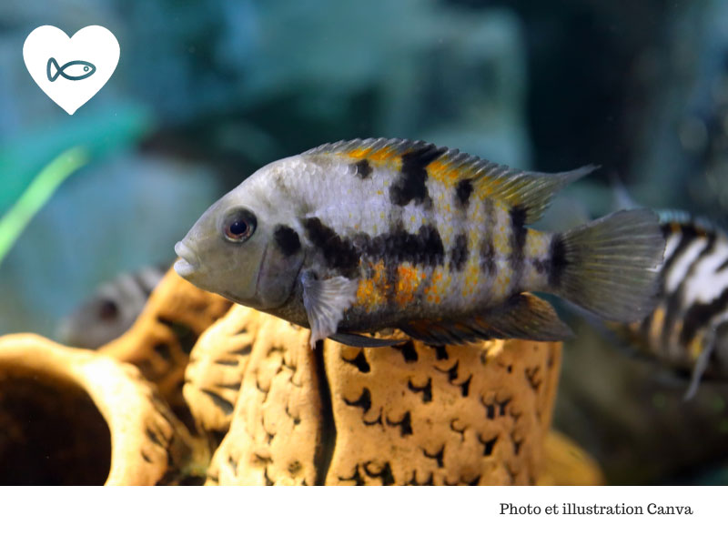 Poisson optimiste dans un aquarium avec un petit cœur en haut de l'image